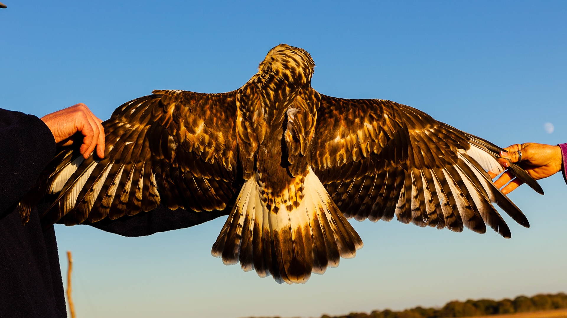 Rough-legged Hawk (Buteo lagopus)